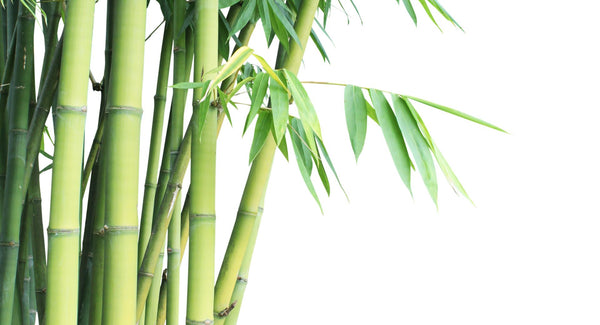Why is bamboo better than cotton for a baby's skin?